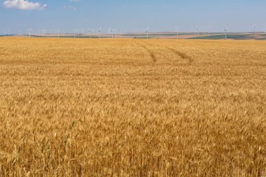 Buğday tarlasının manzarası ve mavi, bulutlu gökyüzü