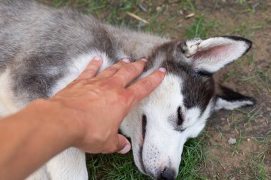 Husky köpek yavrusu sahibi ile oynuyor