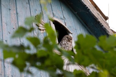 Pencere çerçevesi üzerinde yalnız baykuş
