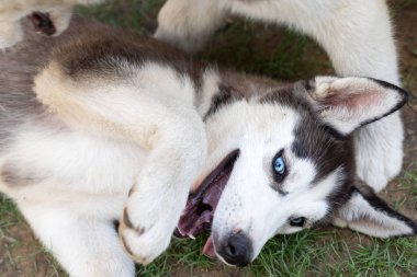 sevimli husky köpek