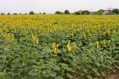 Bir yaz gününde ayçiçeği tarlası