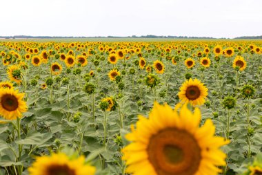 Bir yaz gününde ayçiçeği tarlası