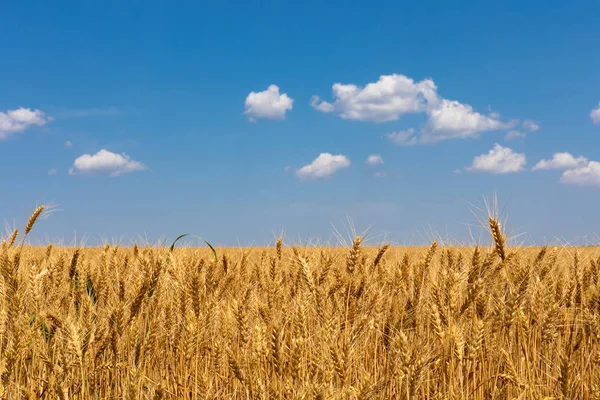 Cenário do campo de trigo e o céu azul e nublado — Fotografia de Stock