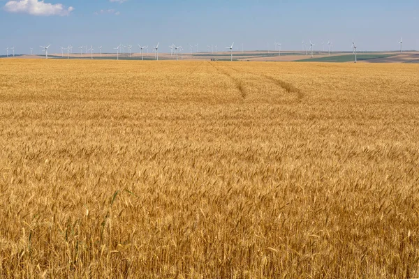 Paisaje de campo de trigo y el cielo azul y nublado —  Fotos de Stock