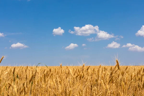 Cenário do campo de trigo e o céu azul e nublado — Fotografia de Stock