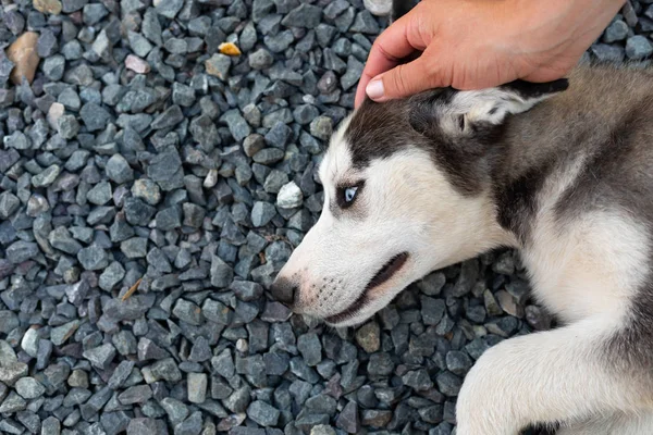 Husky cachorro jugando con el propietario —  Fotos de Stock