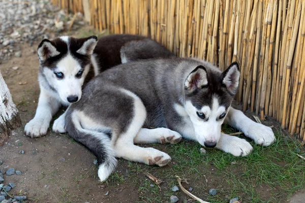 Deux petits chiens husky jouant — Photo