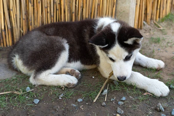 Filhote de cachorro bonito husky — Fotografia de Stock