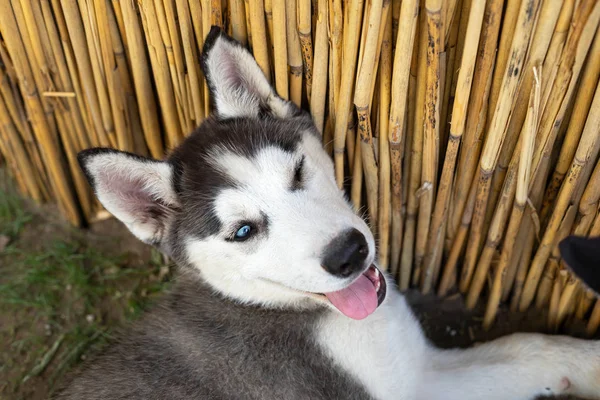 Lindo cachorro husky —  Fotos de Stock