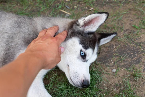 Husky cachorro brincando com o proprietário — Fotografia de Stock