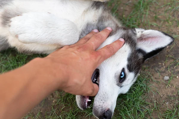 Husky cachorro brincando com o proprietário — Fotografia de Stock
