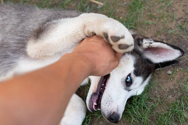 Husky puppy playing with owner — Stock Photo, Image
