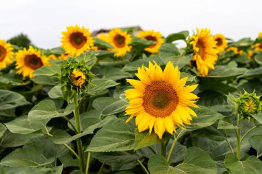 Bir yaz gününde ayçiçeği tarlası