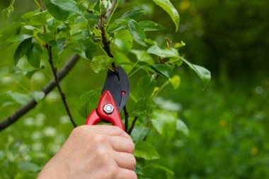 Bahçedeki eski dalları kesmek