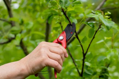 Bahçedeki eski dalları kesmek