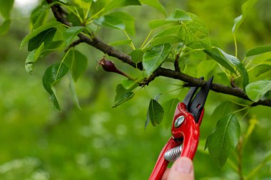 Bahçedeki eski dalları kesmek