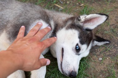 Husky köpek yavrusu sahibi ile oynuyor