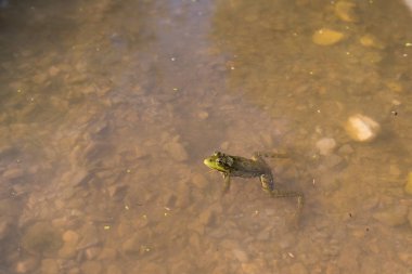 Tuna Deltası'nda kurbağa