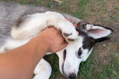 Husky köpek yavrusu sahibi ile oynuyor