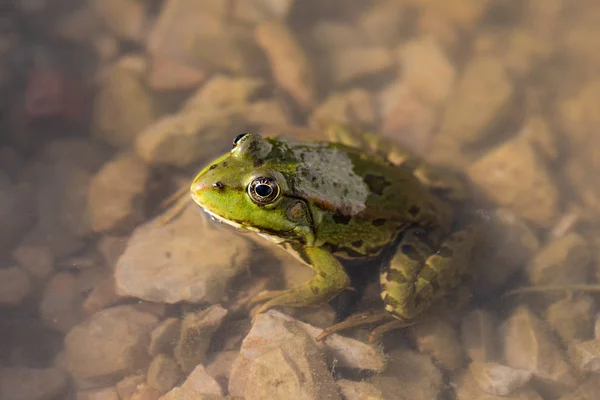 Grenouille dans le delta du Danube — Photo