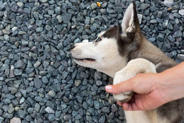 Husky cachorro jugando con el propietario —  Fotos de Stock