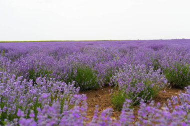 Yaz aylarında lavanta tarlası