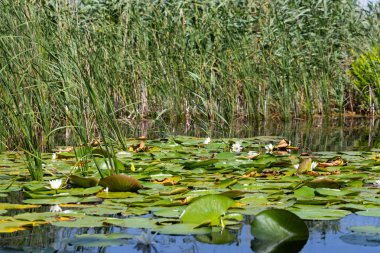 Tuna Deltası Biyosferi
