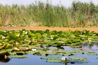 Tuna Deltası Biyosferi
