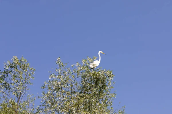 Biosfera del Delta del Danubio — Foto de Stock