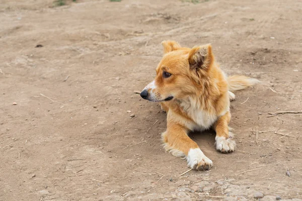 Cão solitário na praia — Fotografia de Stock