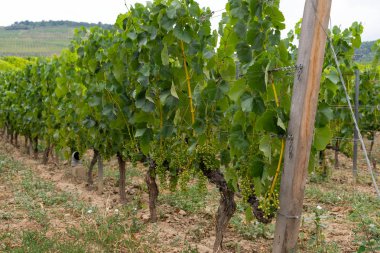 Tokaj'daki Bağ Bağı, Macaristan