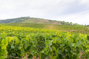Tokaj'daki Bağ Bağı, Macaristan