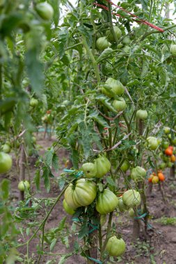 Bahçede olgun domatesler