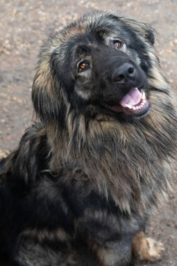 Kafkas Çoban Köpeği