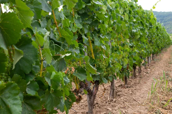 Vignoble à Tokaj, Hongrie — Photo