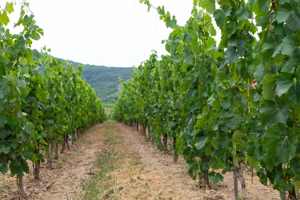 Vignoble à Tokaj, Hongrie — Photo