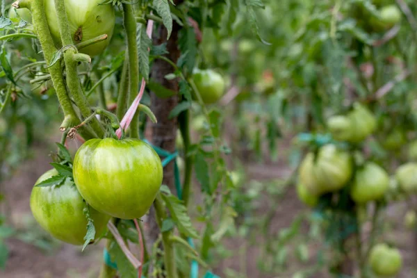 庭でトマトを熟す — ストック写真