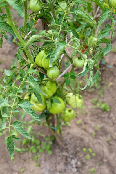 庭でトマトを熟す — ストック写真