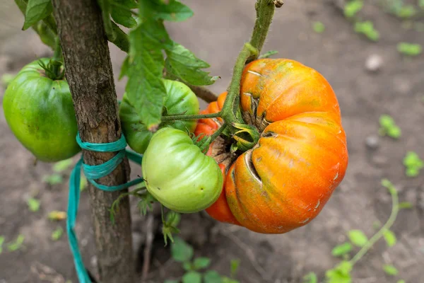 庭でトマトを熟す — ストック写真