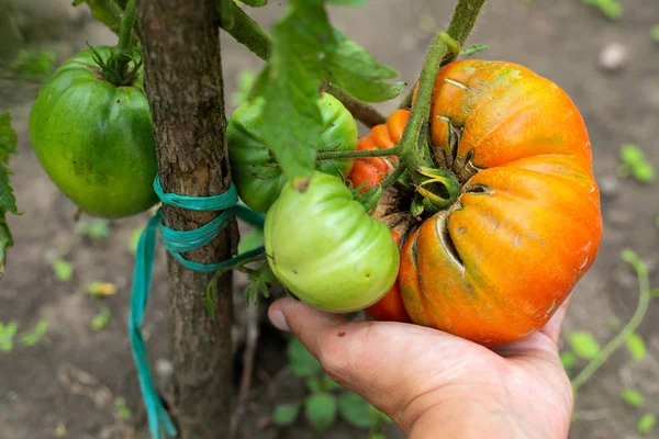 정원에 있는 포도 토마토 — 스톡 사진