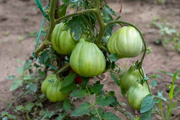 Pomodori maturi in giardino — Foto Stock