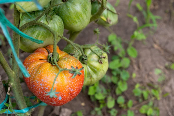 정원에 있는 포도 토마토 — 스톡 사진