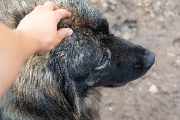 Caucasian Shepherd Dog