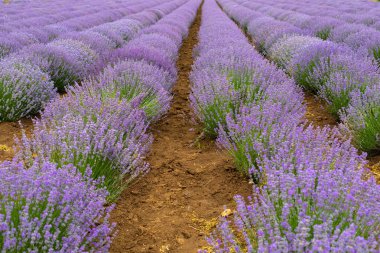 Yaz aylarında lavanta tarlası
