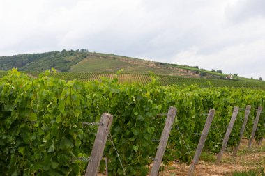 Tokaj'daki Bağ Bağı, Macaristan