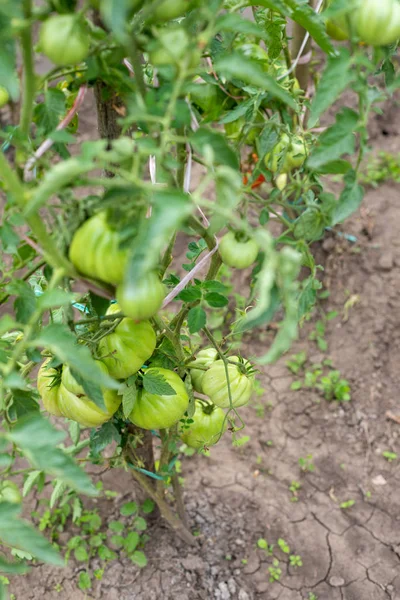 庭でトマトを熟す — ストック写真