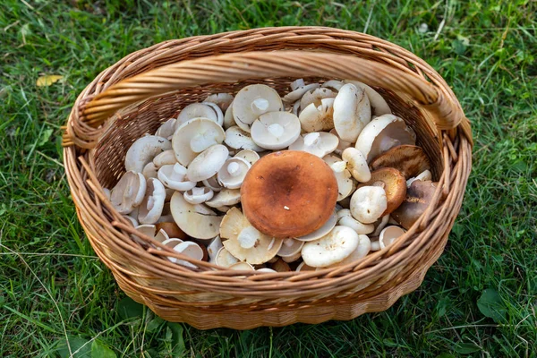 Дикий гриб в корзине — стоковое фото