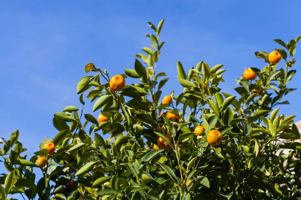Árvore de tangerina — Fotografia de Stock