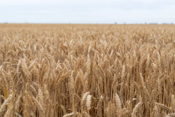 Reifer goldener Weizen — Stockfoto