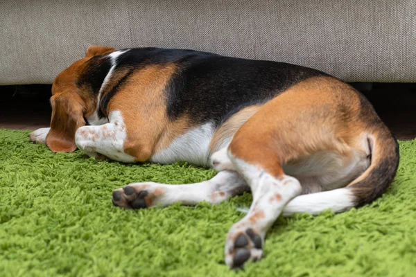 Lindo perrito beagle acostado en una alfombra verde en casa. Pura raza, bes — Foto de Stock